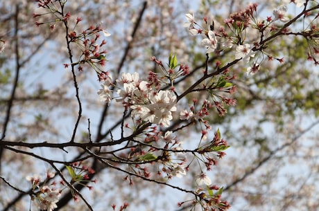 叉叉节奏大师助手 拍手唱歌各忙各的