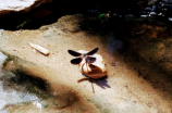 蟑螂卵鞘：蟑螂繁殖的“圣殿”