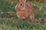 2023年兔年图片大全: 萌萌哒的兔子带来新的一年