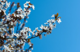 奈落の花(奈落の花：日本顶级紫罗兰品种)